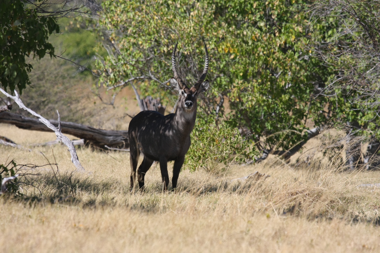 [19366] 2016_06_28_05_08_00_Africa_Canon_EOS_40D_IMG__02952.jpg