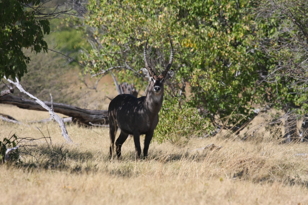 [19367] 2016_06_28_05_08_00_Africa_Canon_EOS_40D_IMG__10397.jpg