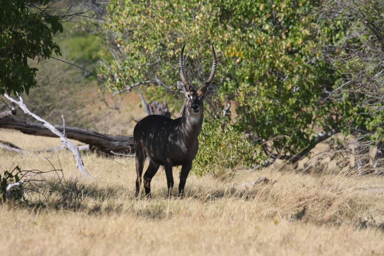[19371] 2016_06_28_05_08_05_Africa_Canon_EOS_40D_IMG__00567.jpg