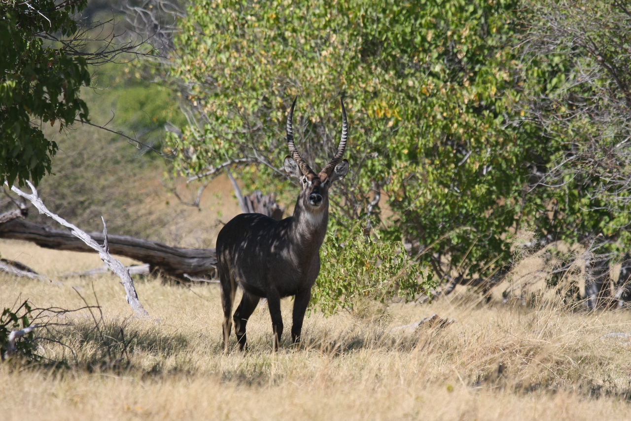 [19389] 2016_06_28_05_08_21_Africa_Canon_EOS_40D_IMG__00574.jpg