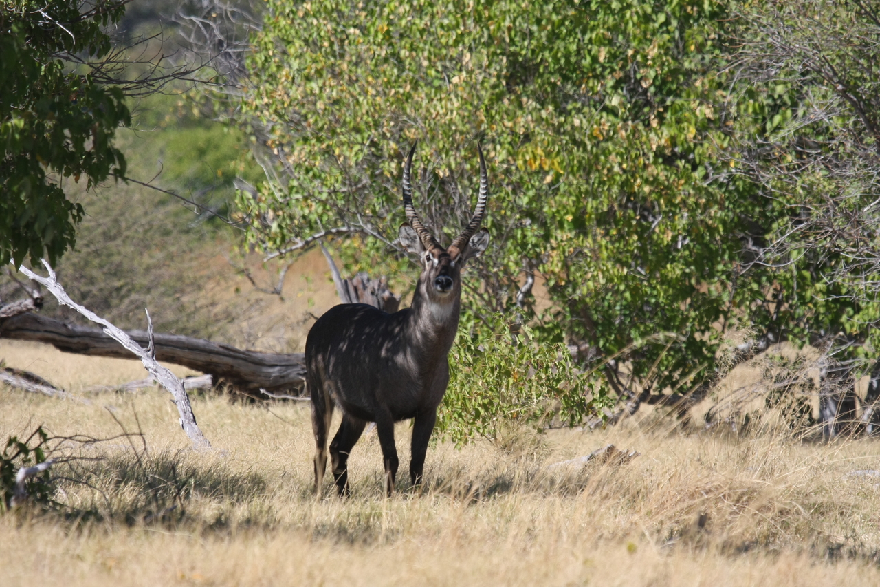 [19396] 2016_06_28_05_08_21_Africa_Canon_EOS_40D_IMG__10409.jpg