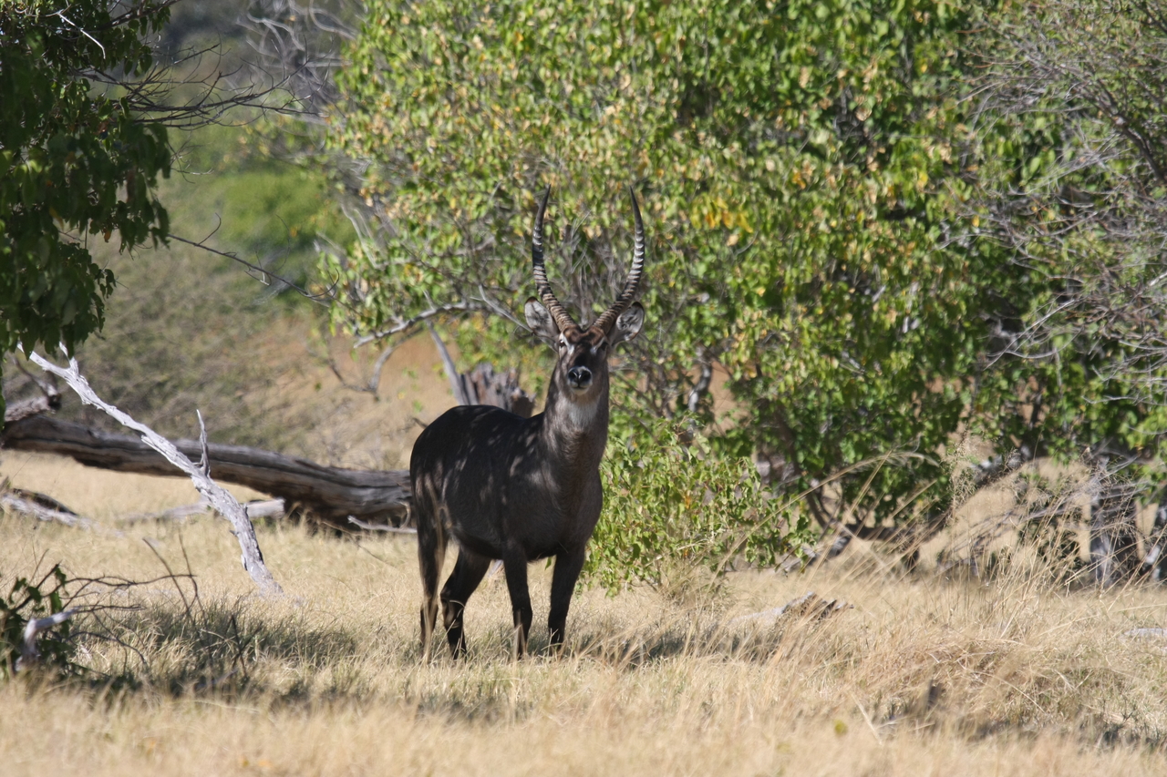 [19399] 2016_06_28_05_08_33_Africa_Canon_EOS_40D_IMG__02963.jpg