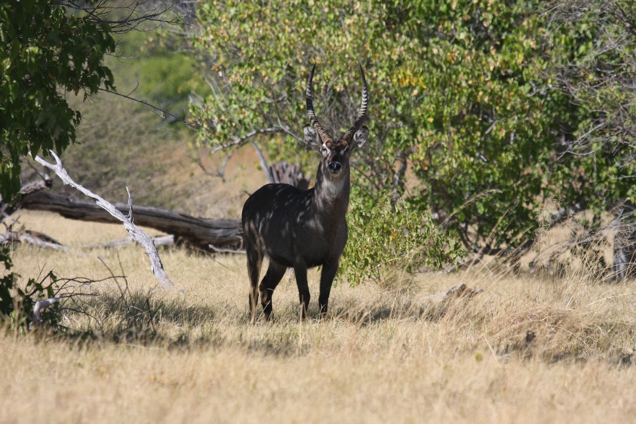 [19408] 2016_06_28_05_08_49_Africa_Canon_EOS_40D_IMG__10413.jpg