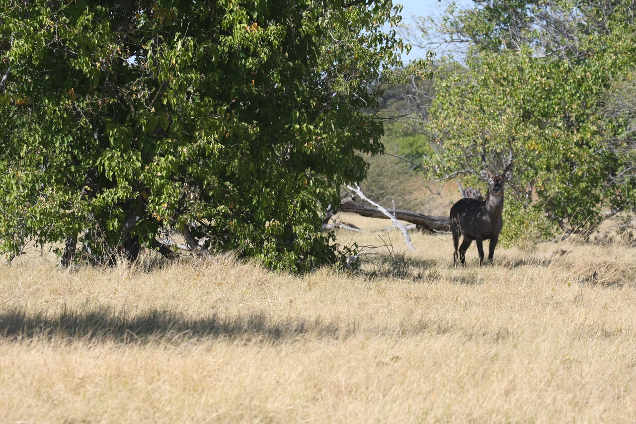 [19409] 2016_06_28_05_09_06_Africa_Canon_EOS_40D_IMG__00581.jpg