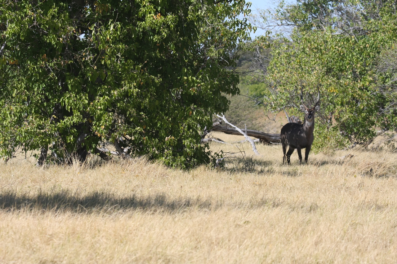 [19412] 2016_06_28_05_09_06_Africa_Canon_EOS_40D_IMG__02969.jpg
