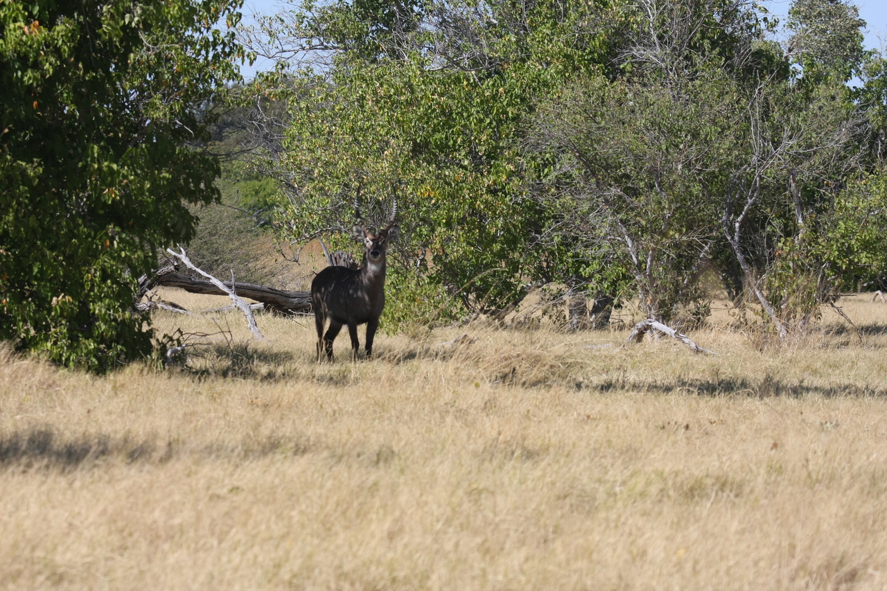 [19417] 2016_06_28_05_09_14_Africa_Canon_EOS_40D_IMG__10417.jpg