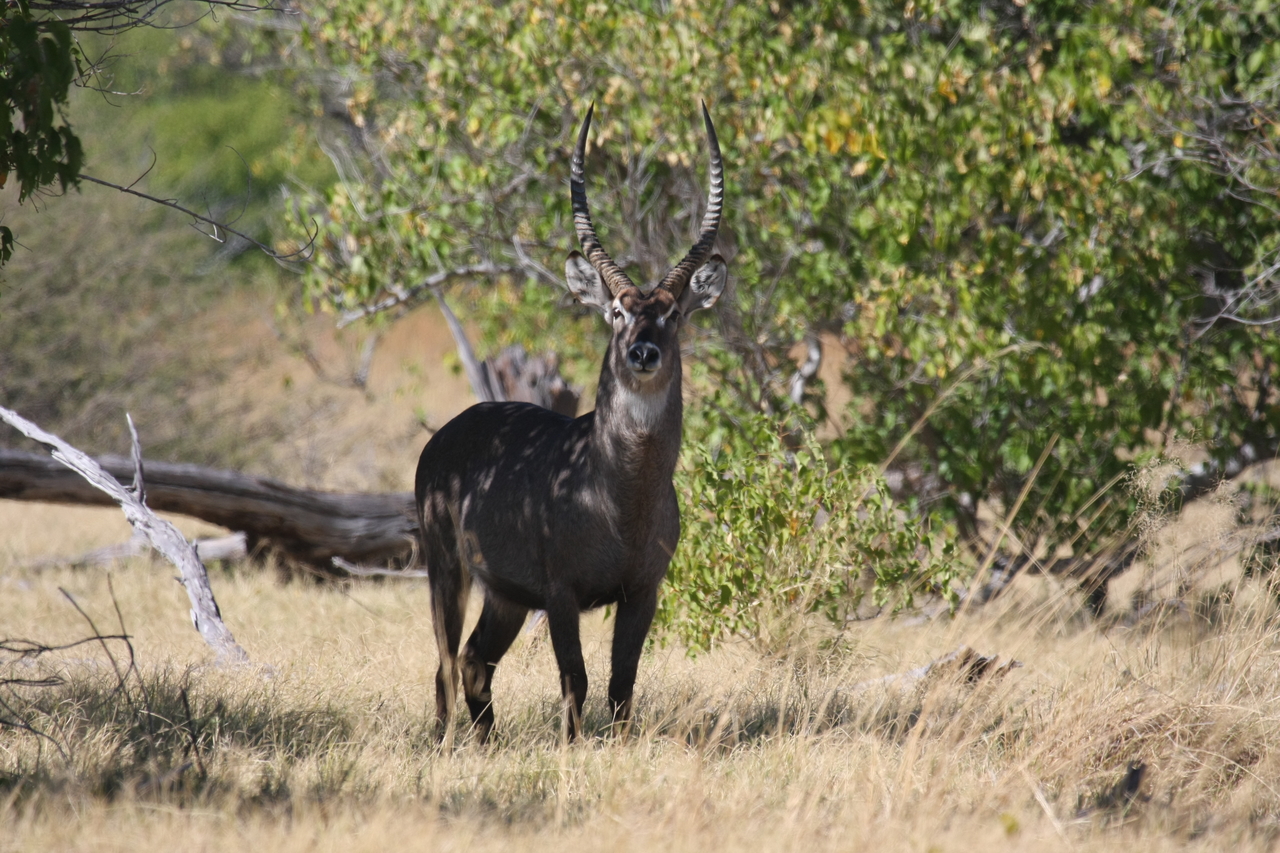 [19419] 2016_06_28_05_09_31_Africa_Canon_EOS_40D_IMG__00585.jpg