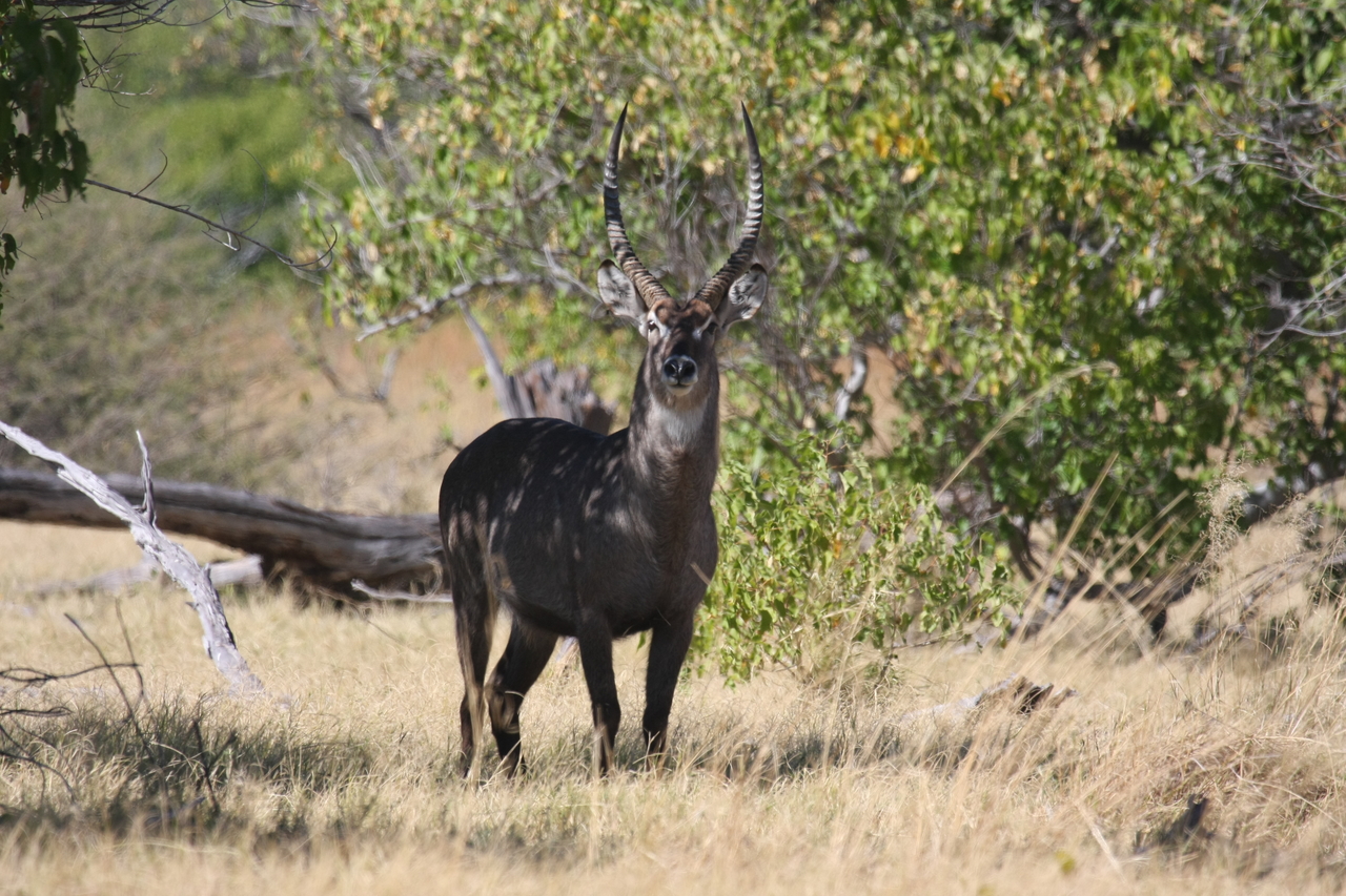 [19424] 2016_06_28_05_09_31_Africa_Canon_EOS_40D_IMG__10418.jpg