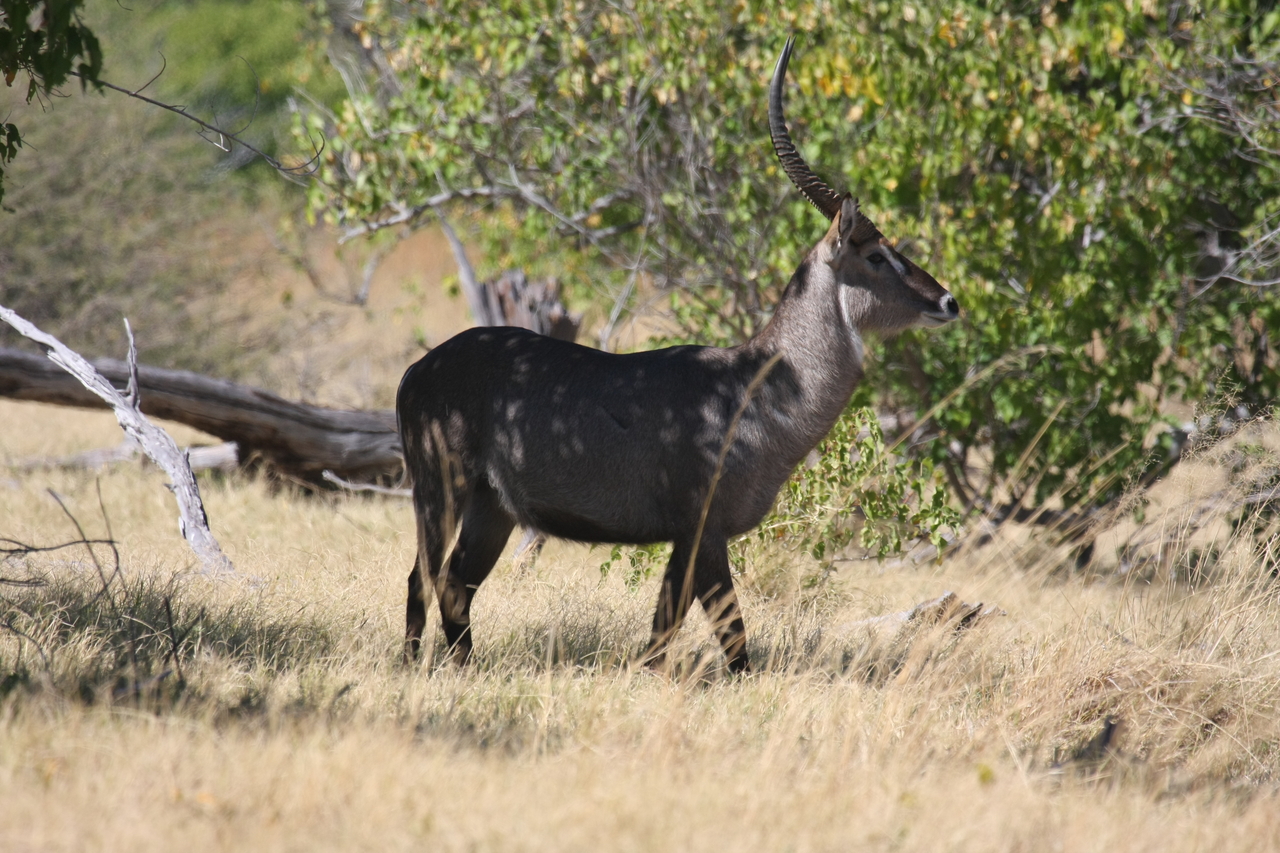 [19428] 2016_06_28_05_10_12_Africa_Canon_EOS_40D_IMG__00588.jpg