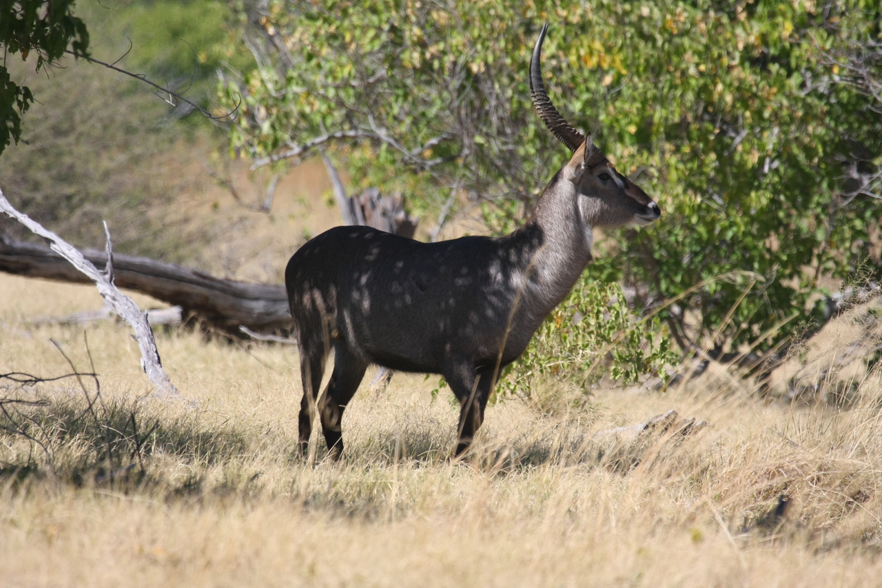 [19431] 2016_06_28_05_10_12_Africa_Canon_EOS_40D_IMG__10421.jpg