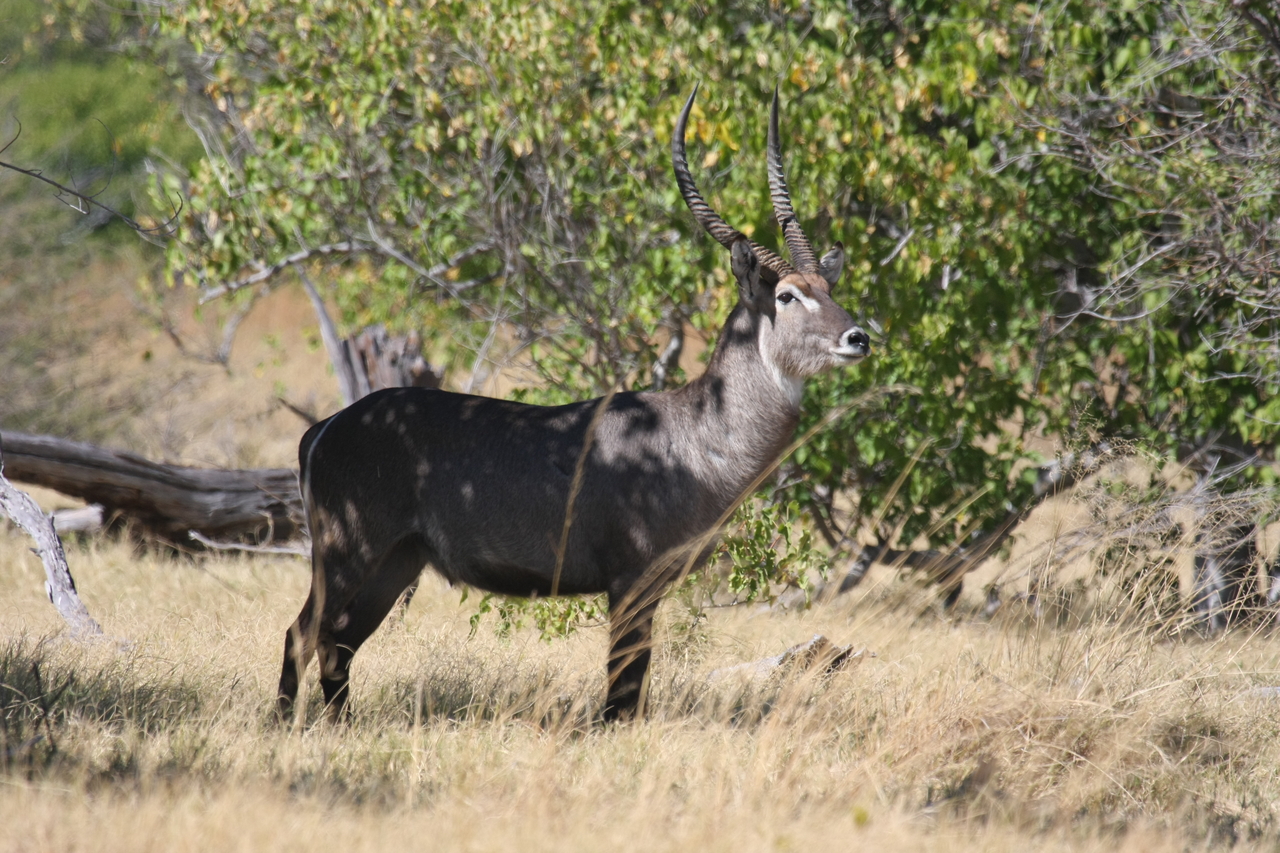 [19436] 2016_06_28_05_10_20_Africa_Canon_EOS_40D_IMG__02976.jpg