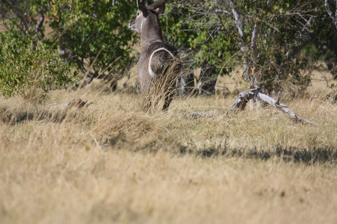 [19449] 2016_06_28_05_10_35_Africa_Canon_EOS_40D_IMG__10428.jpg