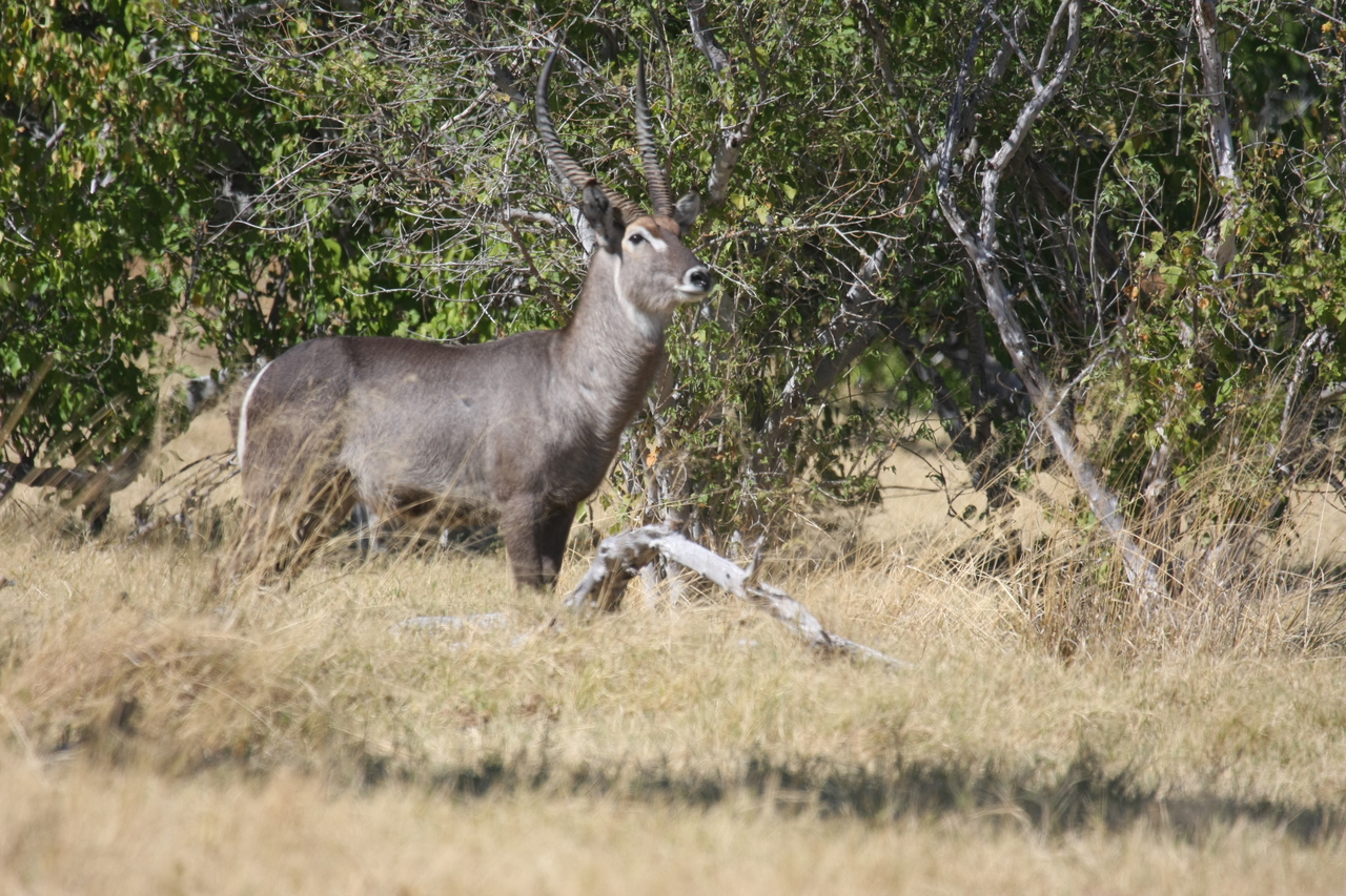 [19470] 2016_06_28_05_10_44_Africa_Canon_EOS_40D_IMG__02990.jpg