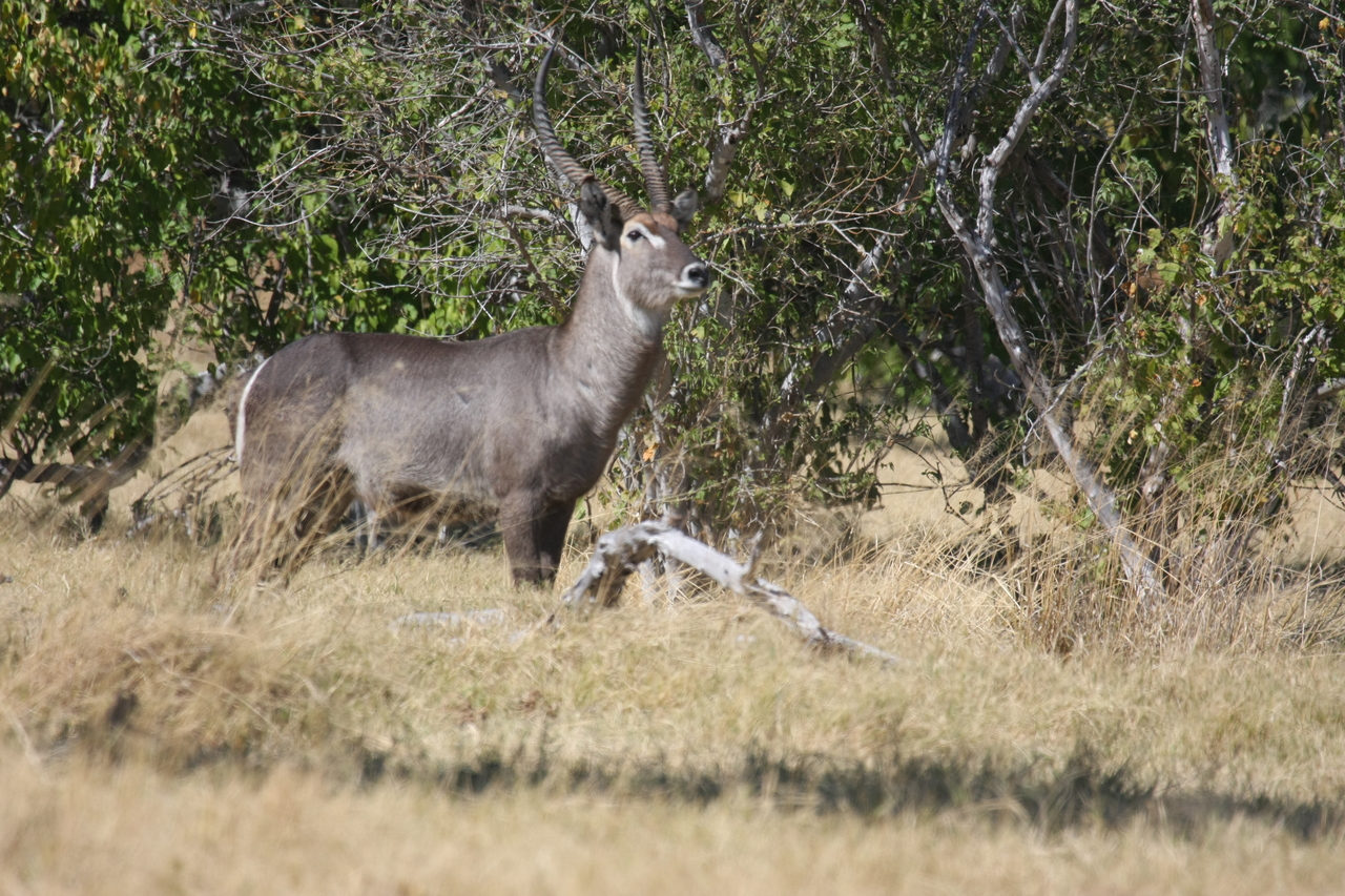 [19471] 2016_06_28_05_10_44_Africa_Canon_EOS_40D_IMG__02991.jpg