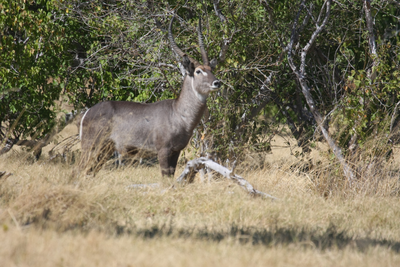 [19472] 2016_06_28_05_10_44_Africa_Canon_EOS_40D_IMG__10435.jpg