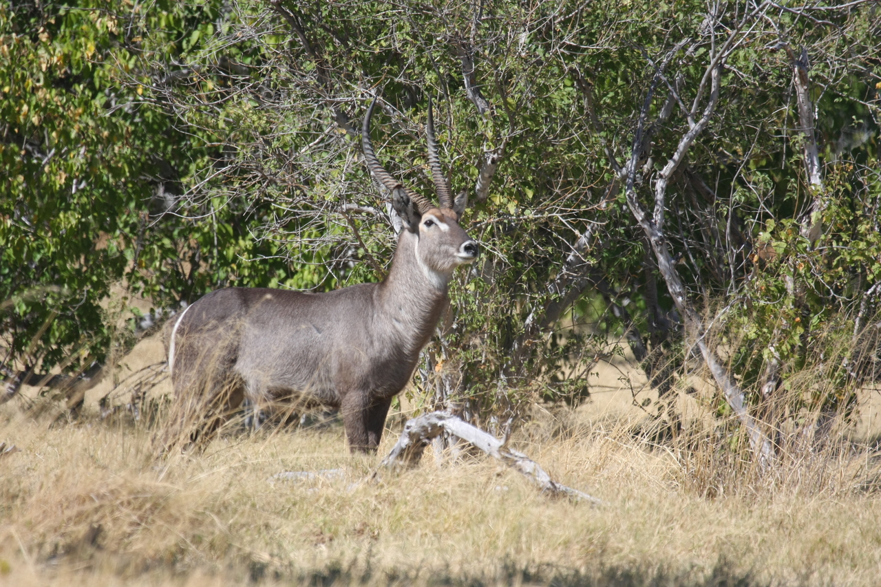 [19476] 2016_06_28_05_10_46_Africa_Canon_EOS_40D_IMG__02992.jpg