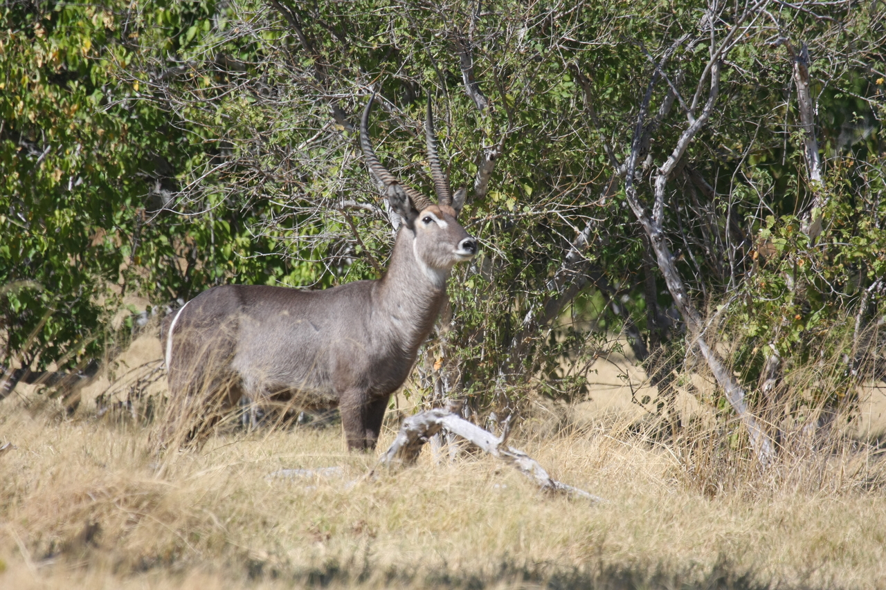 [19478] 2016_06_28_05_10_47_Africa_Canon_EOS_40D_IMG__00606.jpg