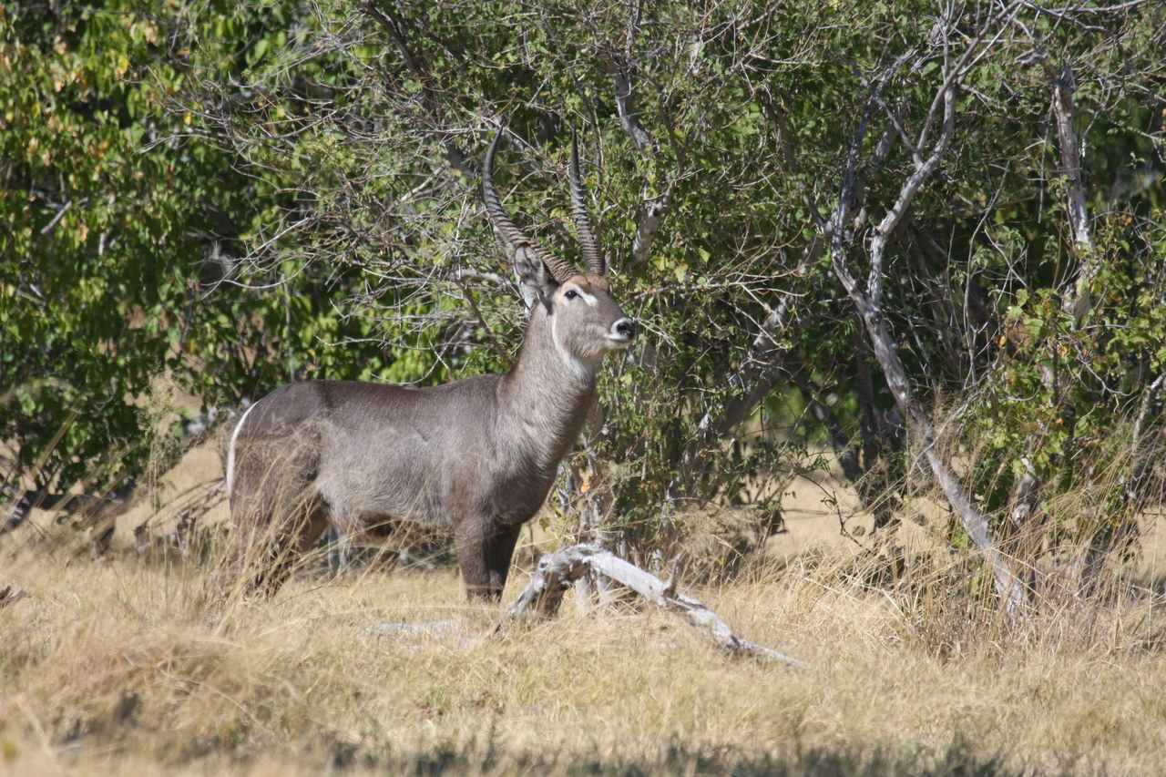 [19486] 2016_06_28_05_10_47_Africa_Canon_EOS_40D_IMG__10442.jpg