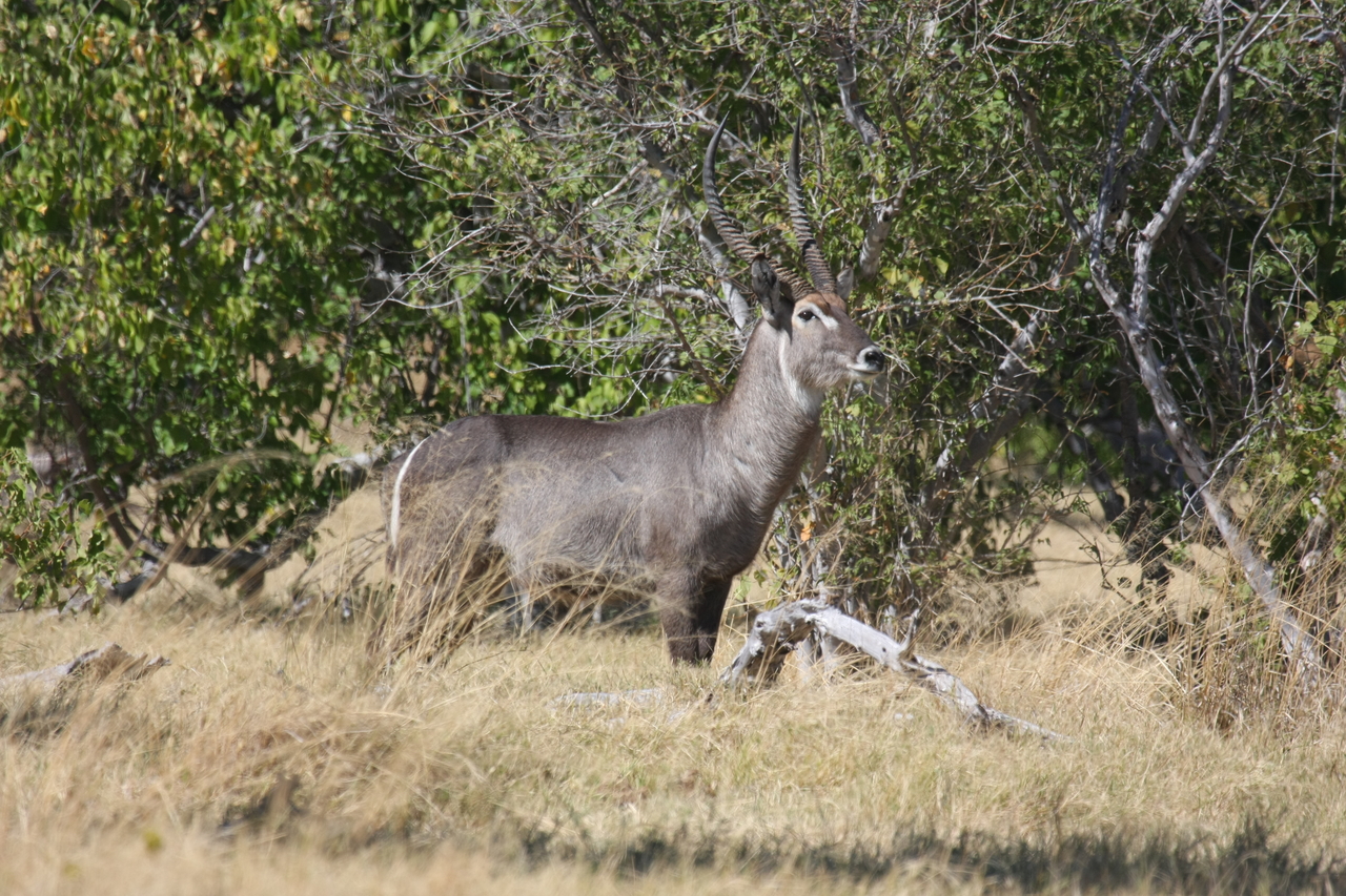 [19491] 2016_06_28_05_11_06_Africa_Canon_EOS_40D_IMG__02997.jpg