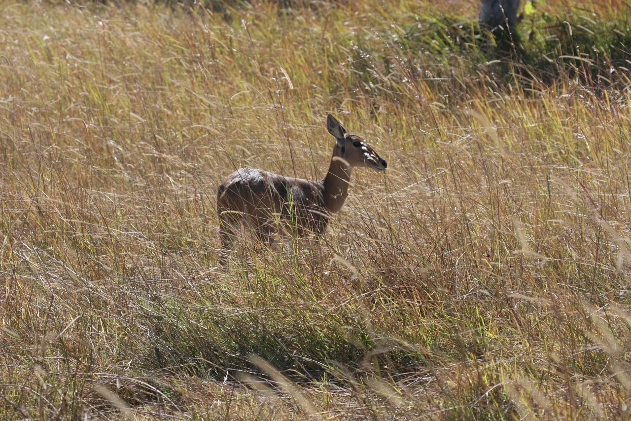 [19529] 2016_06_28_05_18_53_Africa_Canon_EOS_40D_IMG__00625.jpg