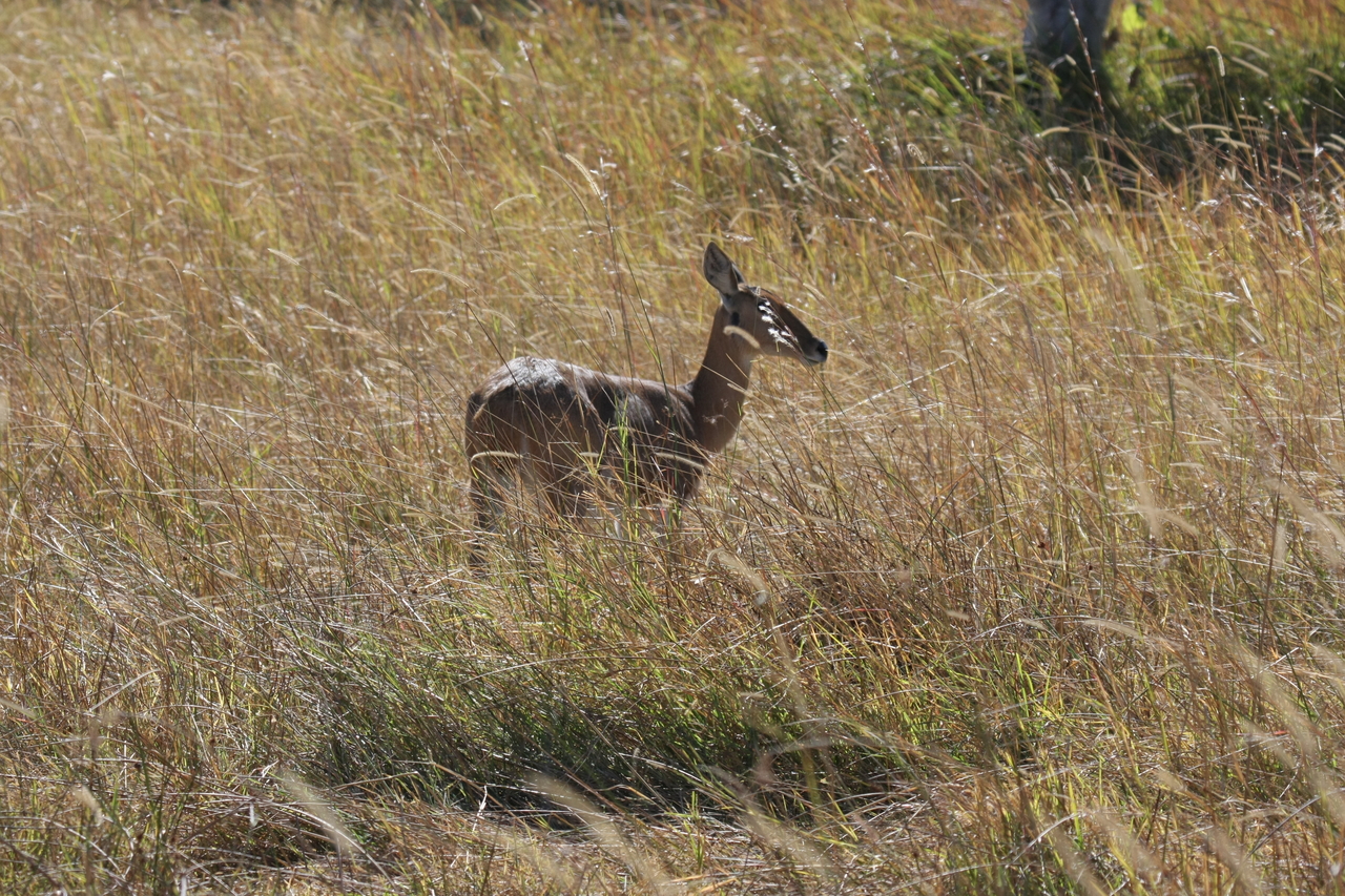 [19532] 2016_06_28_05_18_53_Africa_Canon_EOS_40D_IMG__03013.jpg