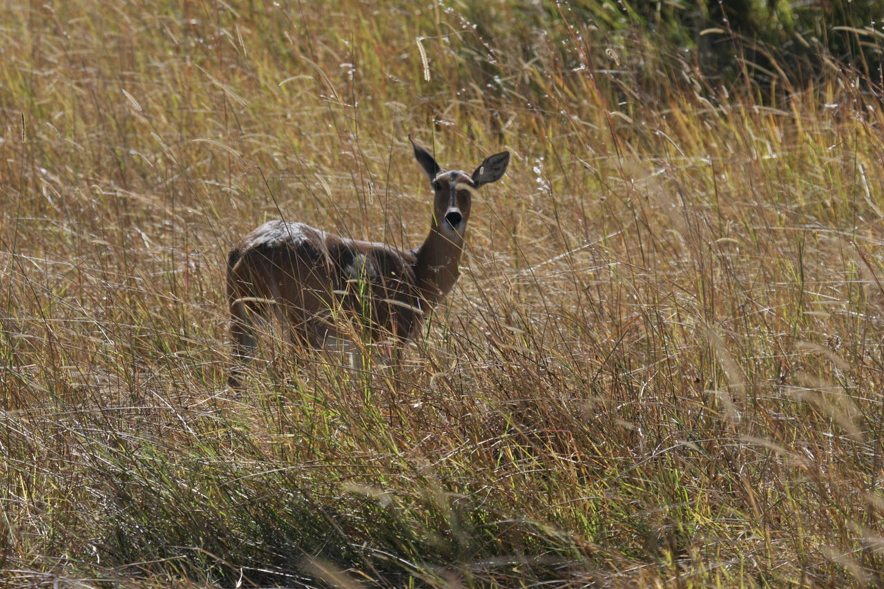 [19544] 2016_06_28_05_19_02_Africa_Canon_EOS_40D_IMG__00630.jpg