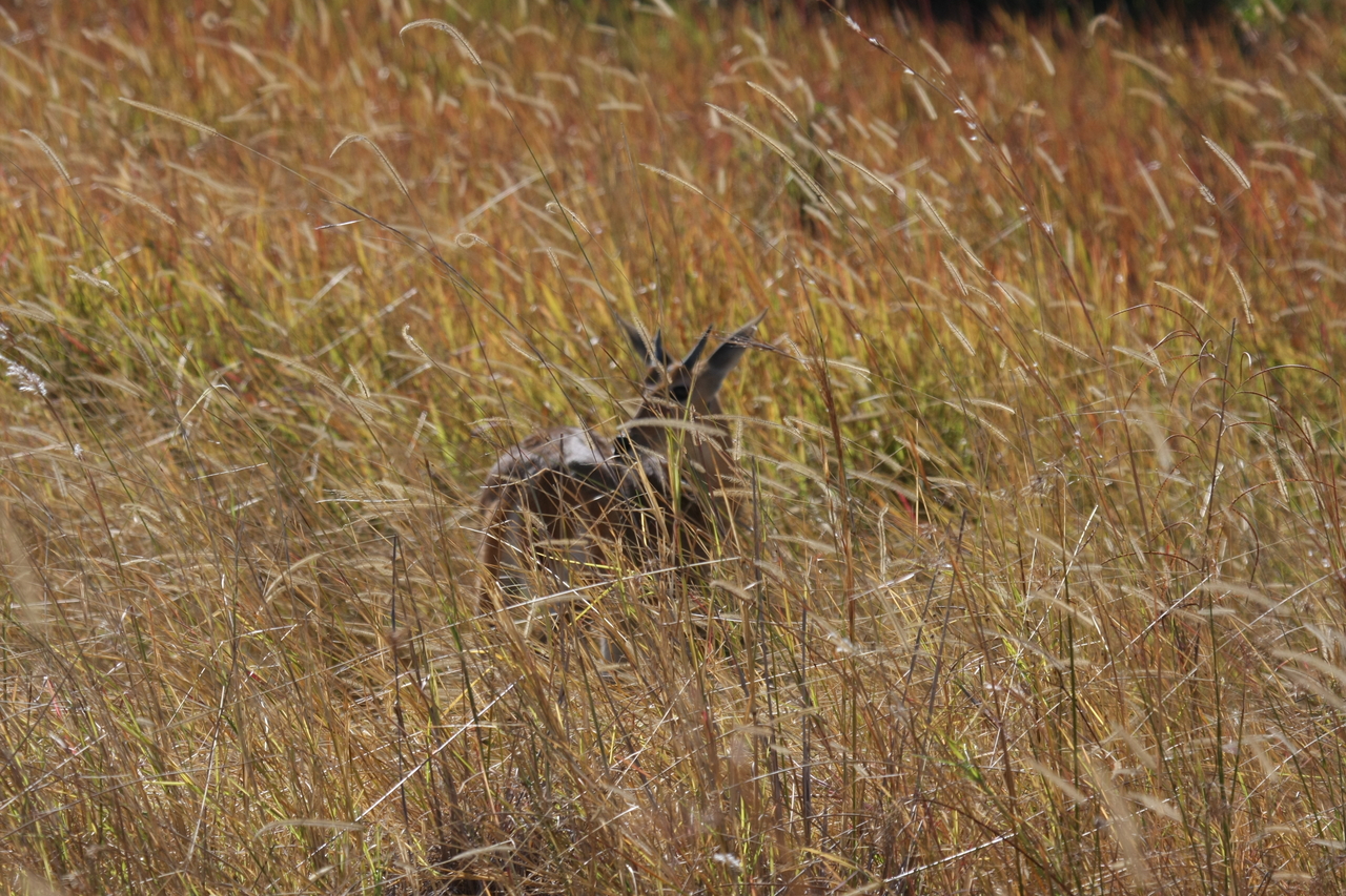 [19547] 2016_06_28_05_19_08_Africa_Canon_EOS_40D_IMG__00631.jpg