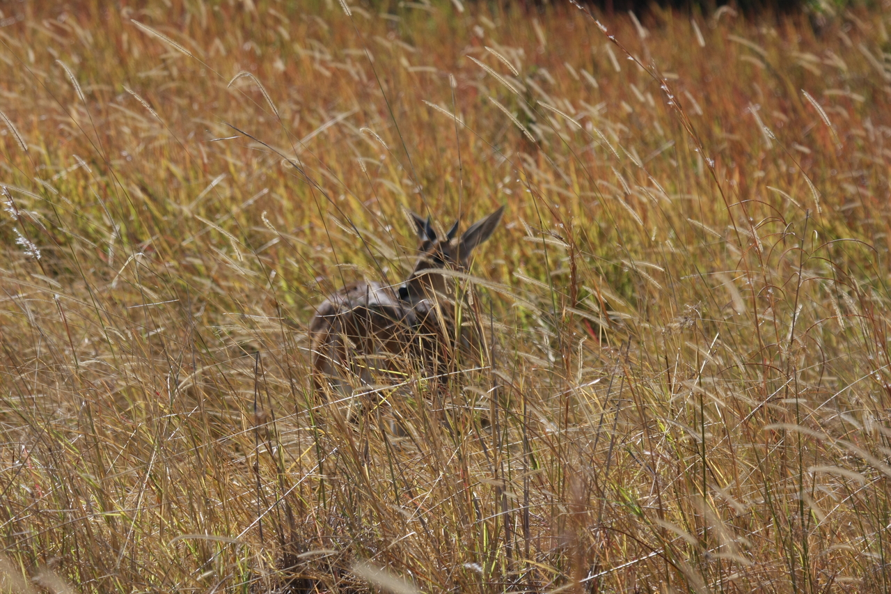 [19552] 2016_06_28_05_19_08_Africa_Canon_EOS_40D_IMG__03020.jpg