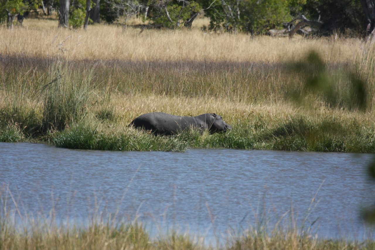 [19563] 2016_06_28_05_23_36_Africa_Canon_EOS_40D_IMG__10470.jpg