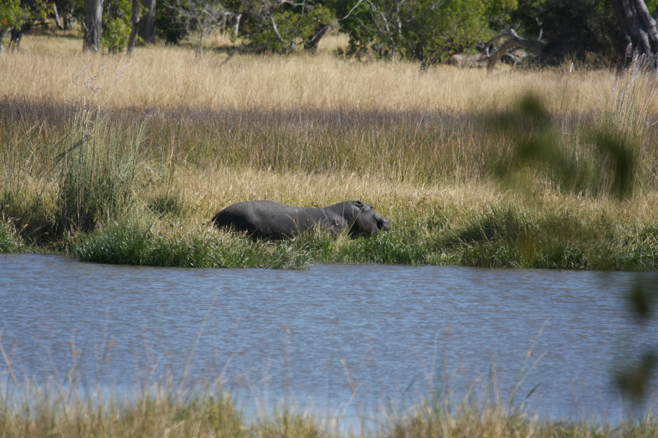 [19564] 2016_06_28_05_23_36_Africa_Canon_EOS_40D_IMG__10471.jpg