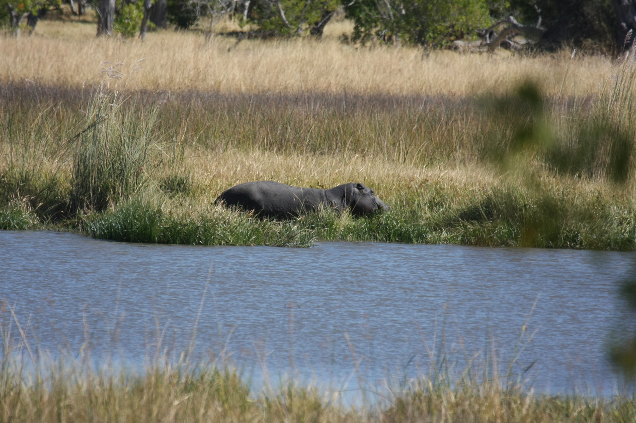 [19573] 2016_06_28_05_23_39_Africa_Canon_EOS_40D_IMG__10474.jpg