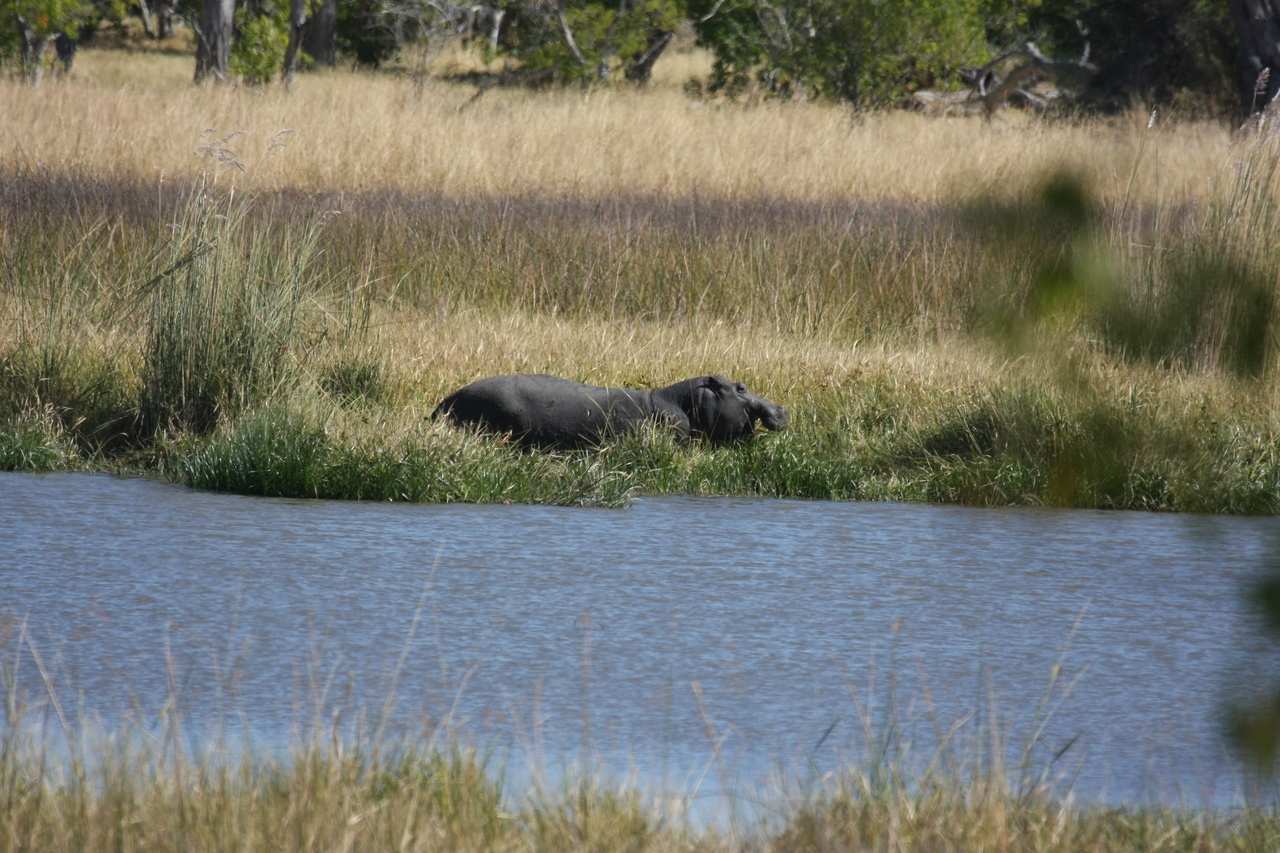 [19574] 2016_06_28_05_23_40_Africa_Canon_EOS_40D_IMG__00641.jpg