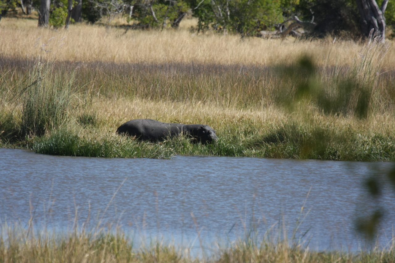 [19595] 2016_06_28_05_23_48_Africa_Canon_EOS_40D_IMG__10481.jpg
