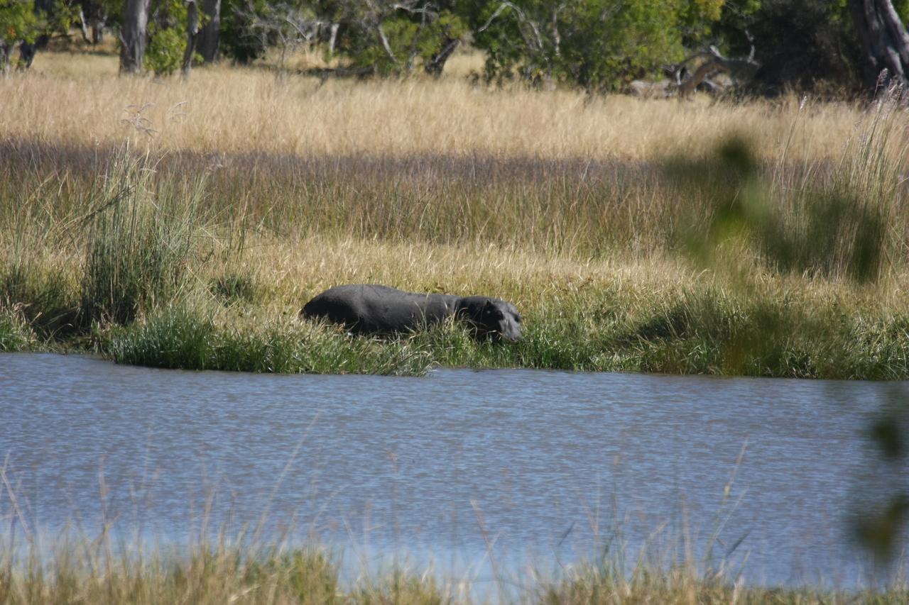 [19602] 2016_06_28_05_23_49_Africa_Canon_EOS_40D_IMG__03038.jpg