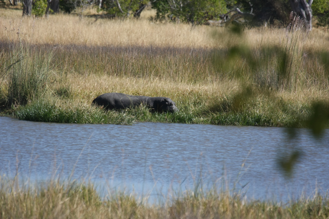 [19627] 2016_06_28_05_24_24_Africa_Canon_EOS_40D_IMG__10494.jpg