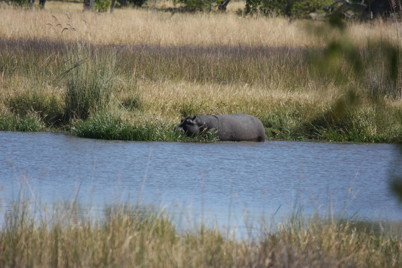 [19659] 2016_06_28_05_26_56_Africa_Canon_EOS_40D_IMG__10506.jpg