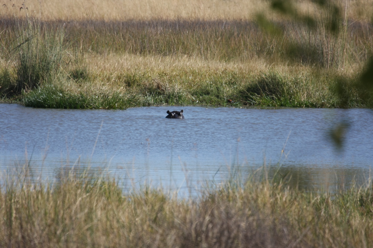 [19690] 2016_06_28_05_27_28_Africa_Canon_EOS_40D_IMG__10518.jpg