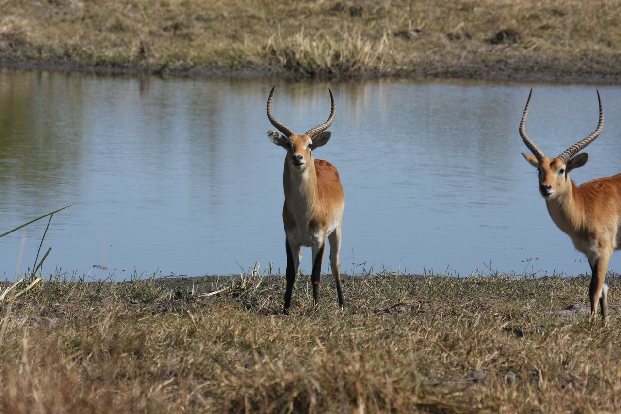 [19692] 2016_06_28_05_31_45_Africa_Canon_EOS_40D_IMG__00686.jpg