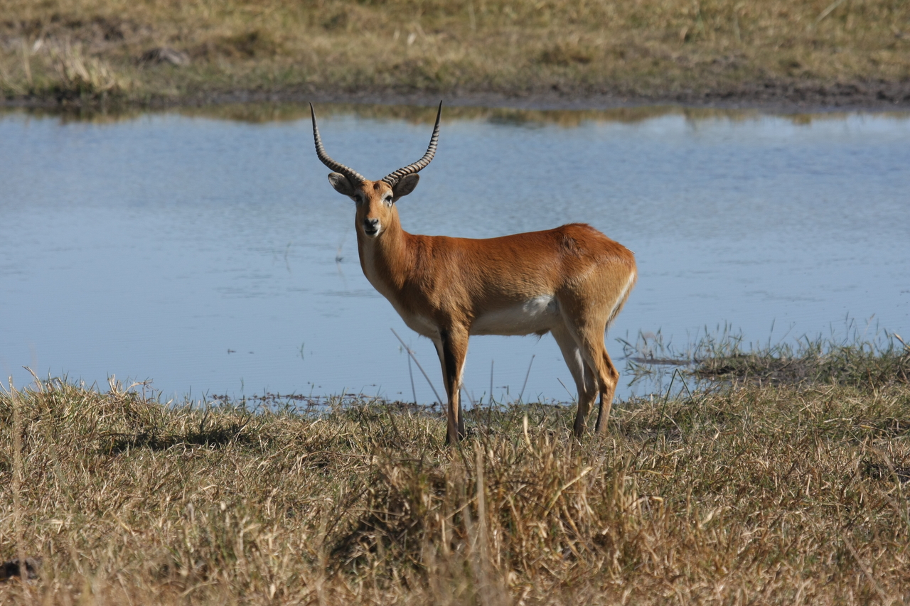 [19700] 2016_06_28_05_31_49_Africa_Canon_EOS_40D_IMG__03075.jpg