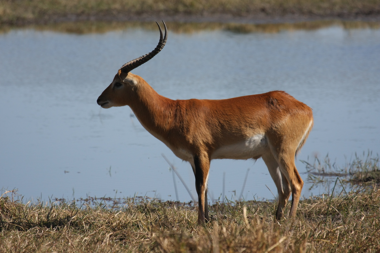 [19708] 2016_06_28_05_31_58_Africa_Canon_EOS_40D_IMG__10524.jpg