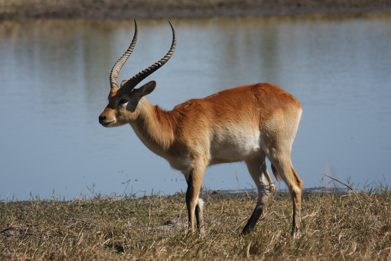 [19710] 2016_06_28_05_32_09_Africa_Canon_EOS_40D_IMG__03079.jpg