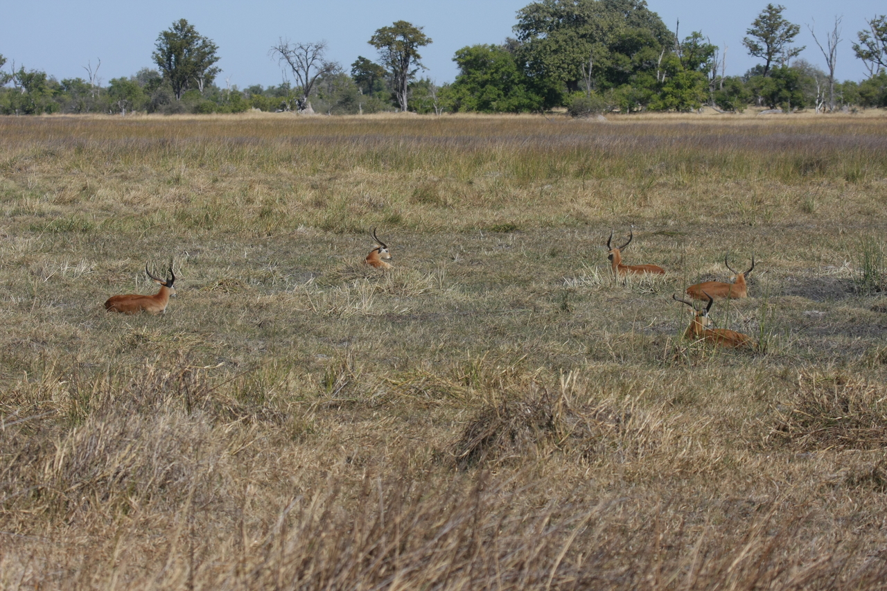 [19713] 2016_06_28_05_32_22_Africa_Canon_EOS_40D_IMG__03080.jpg