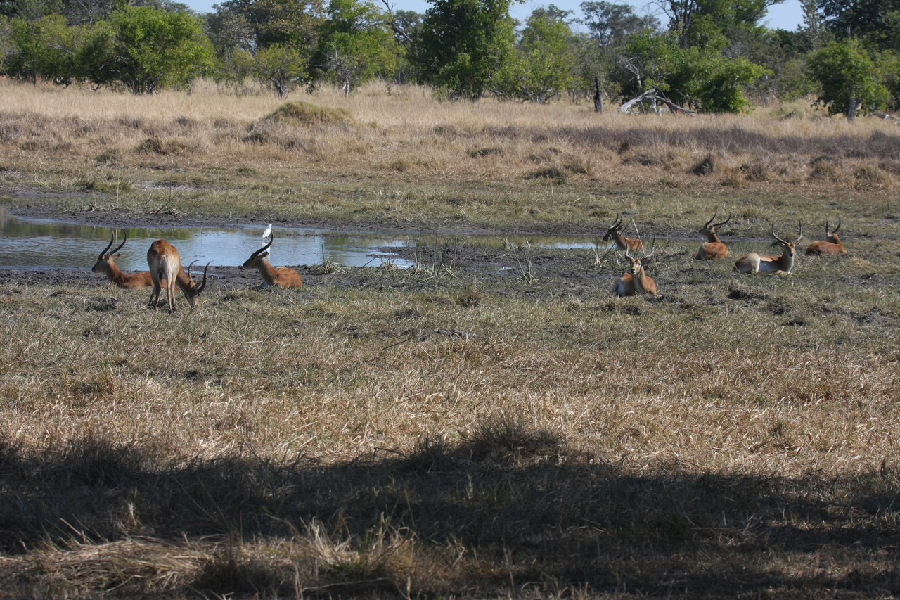 [19717] 2016_06_28_05_32_29_Africa_Canon_EOS_40D_IMG__10528.jpg