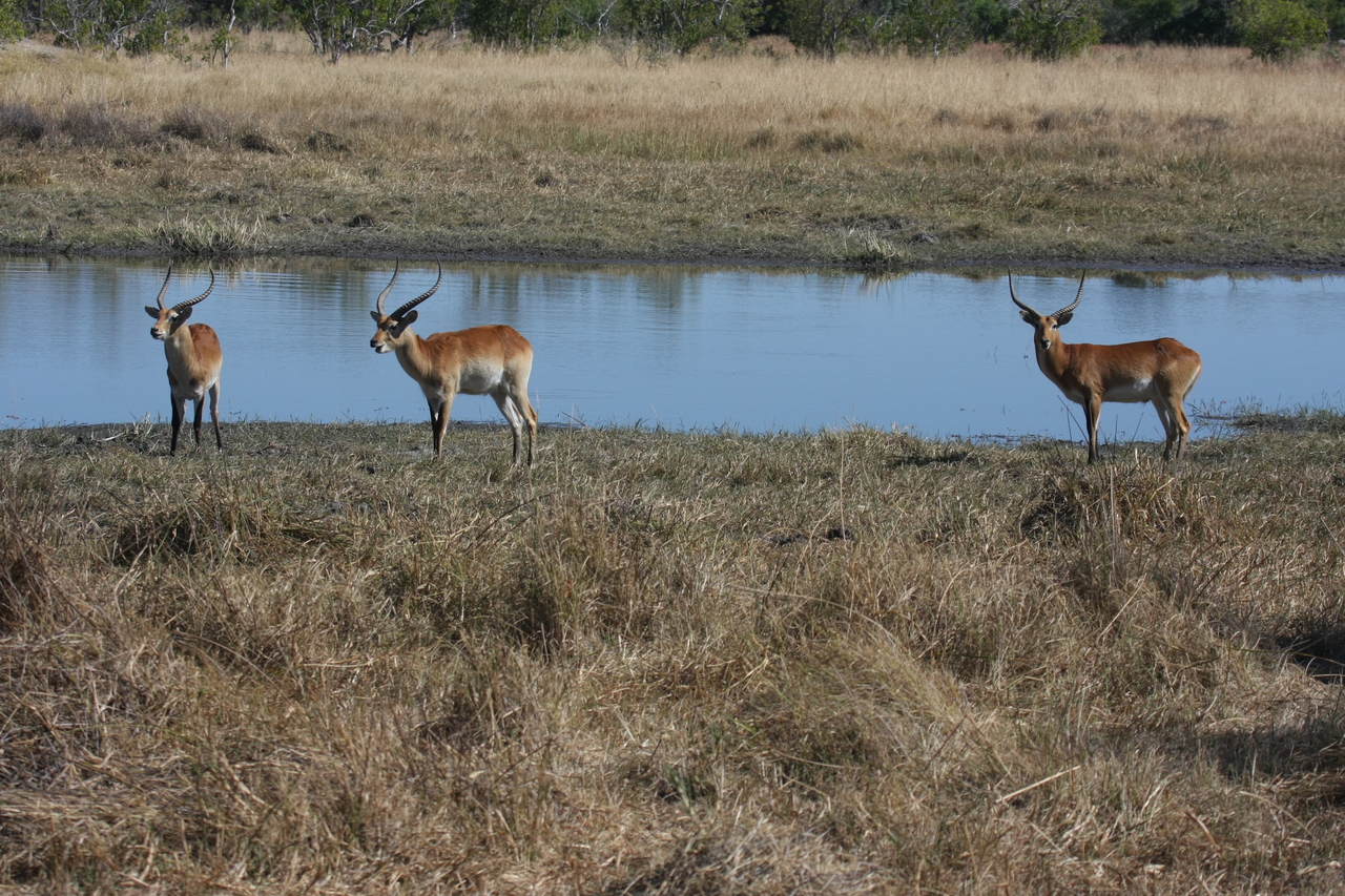 [19723] 2016_06_28_05_32_35_Africa_Canon_EOS_40D_IMG__10530.jpg