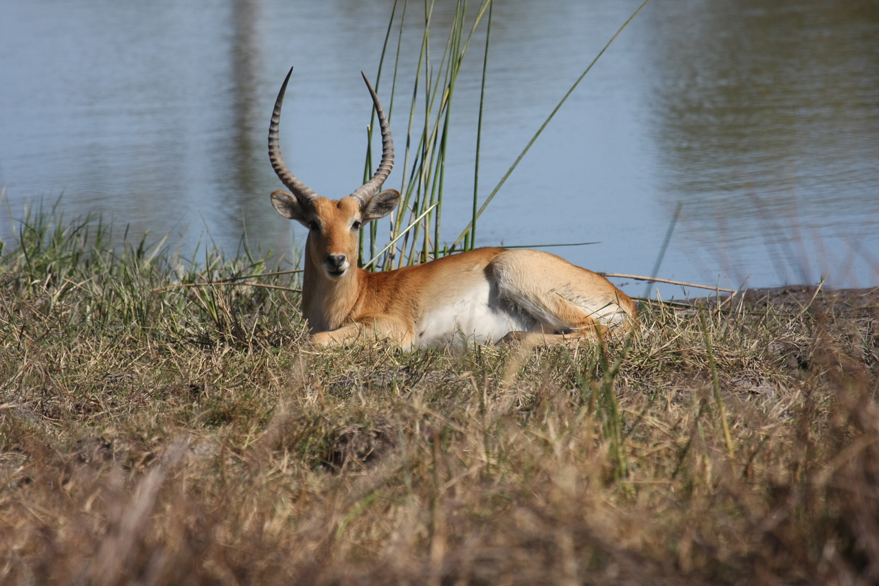 [19730] 2016_06_28_05_32_56_Africa_Canon_EOS_40D_IMG__00699.jpg