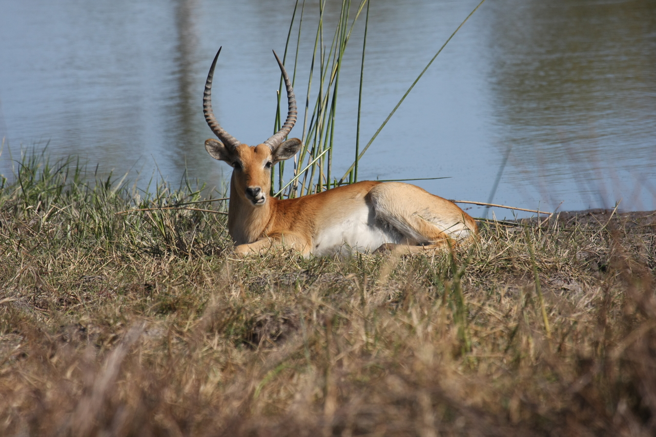 [19737] 2016_06_28_05_32_56_Africa_Canon_EOS_40D_IMG__10534.jpg