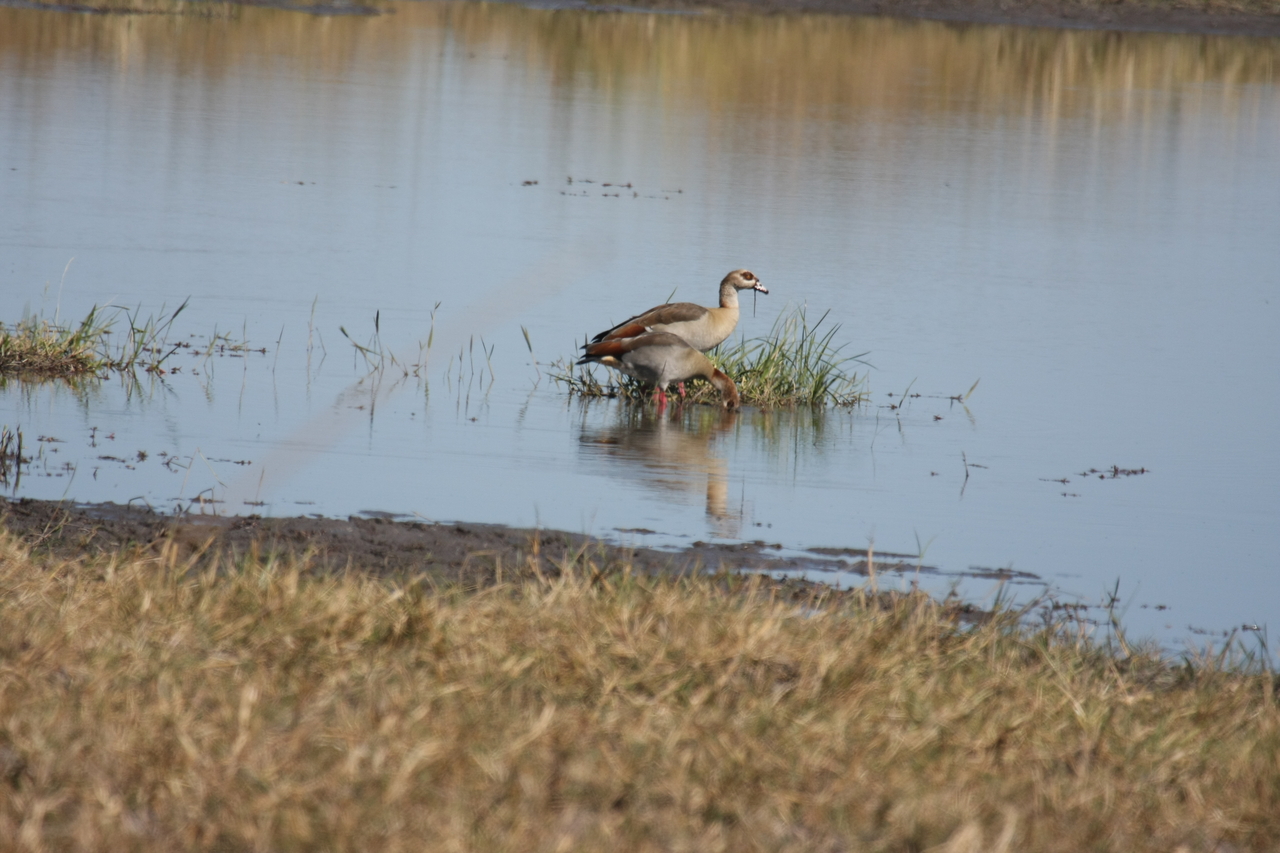 [19775] 2016_06_28_05_33_59_Africa_Canon_EOS_40D_IMG__00716.jpg