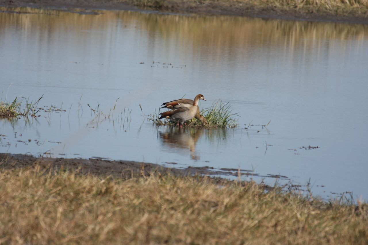 [19785] 2016_06_28_05_34_03_Africa_Canon_EOS_40D_IMG__00720.jpg