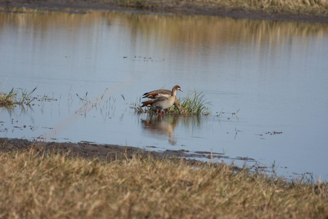 [19786] 2016_06_28_05_34_03_Africa_Canon_EOS_40D_IMG__00721.jpg
