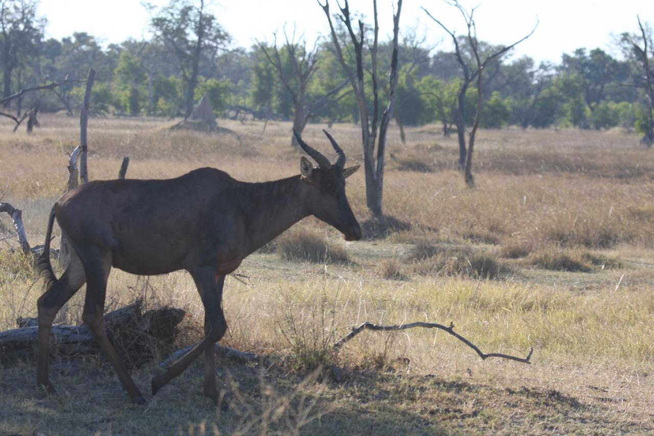 [19971] 2016_06_28_10_22_29_Africa_Canon_EOS_40D_IMG__00722.jpg